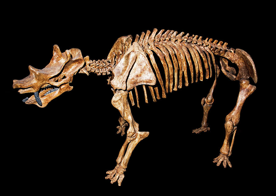 Uintatherium Anceps Photograph by Millard H. Sharp