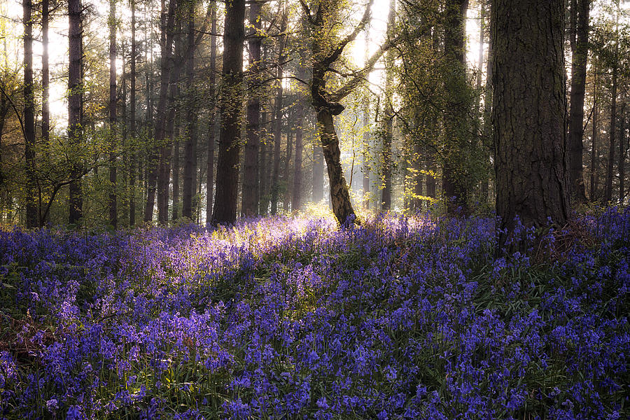 UK, England, West Midlands, Warwickshire, Stratford-upon-Avon, Sunrise In Bluebell Woods Photograph by Benwaters