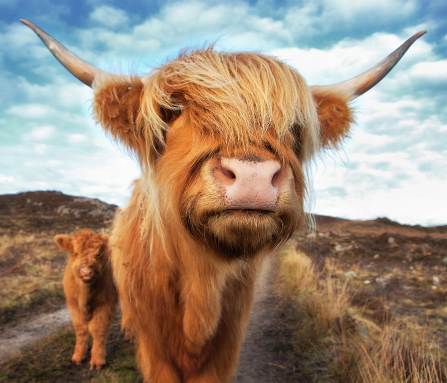 Uk, Scotland, Highland Cattle With Calf Photograph by Westend61