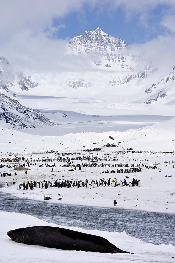 Uk Territory, South Georgia Island, St Photograph by Jaynes Gallery ...