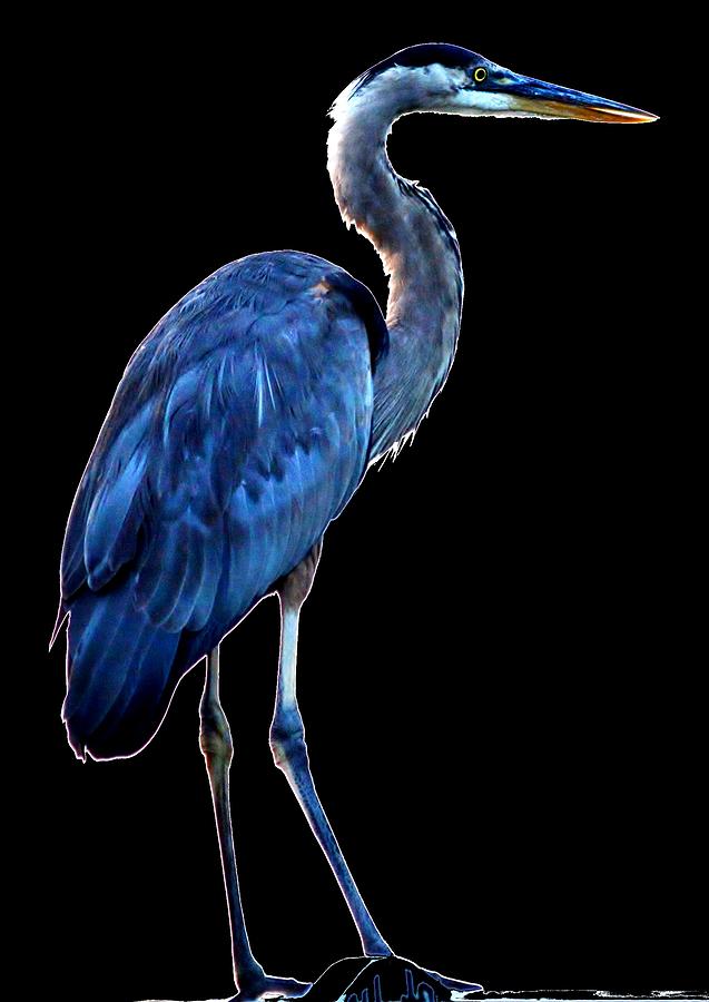 Ultra Blue - Heron Photo Photograph by Billy Beck