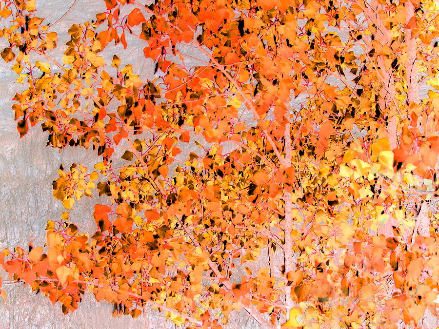 Ultra Fall  Photograph by Derek Dean