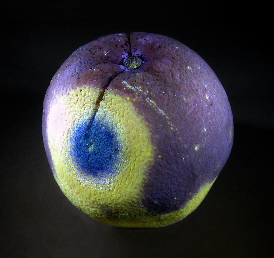 Ultraviolet Screening Of Oranges Photograph by Science Source
