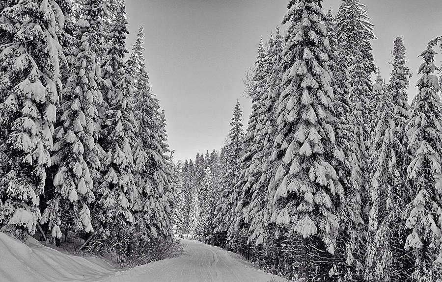 Umatilla Forest trail in black and white Photograph by Lynn Hopwood