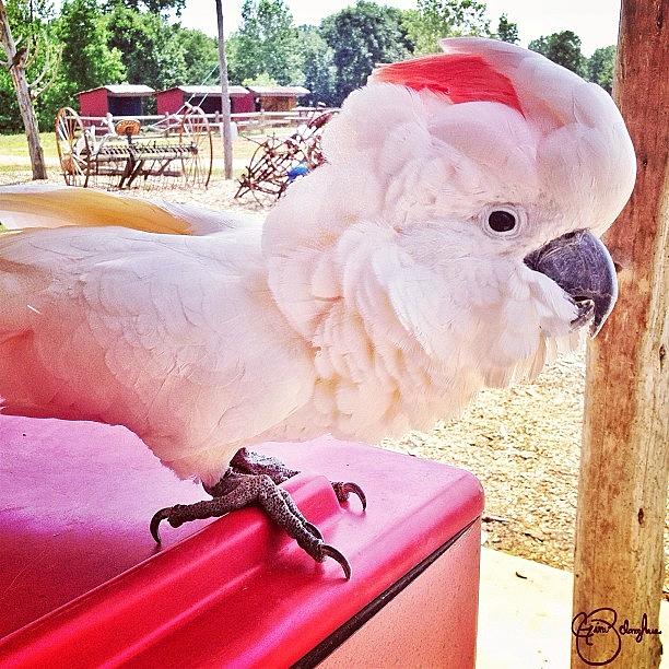 Feather Photograph - Umbrella Cockatoo by Gina ODonoghue
