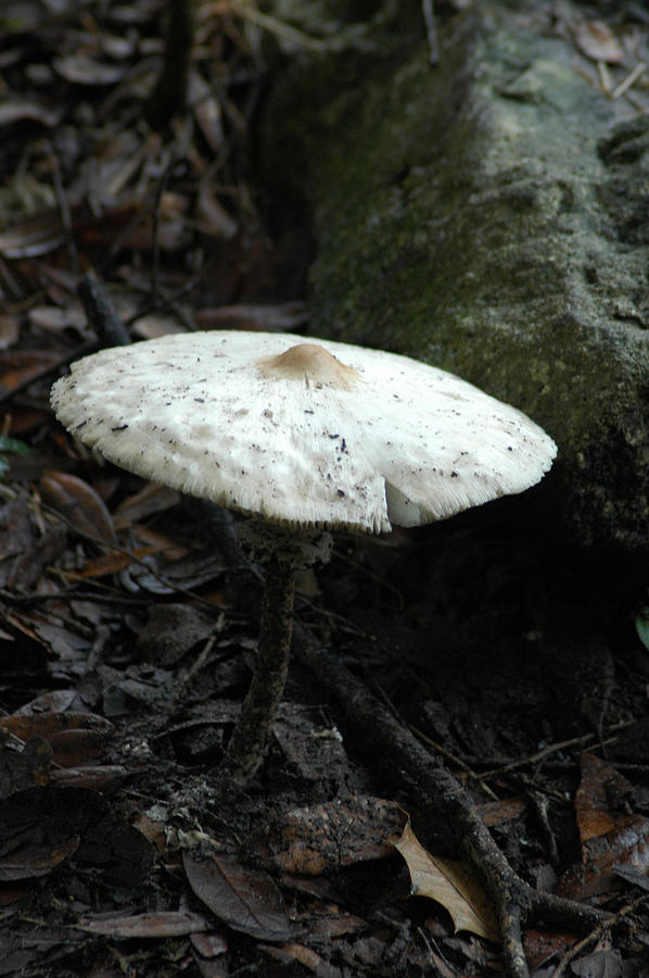 Mushroom Photograph - Umbrella by David Weeks