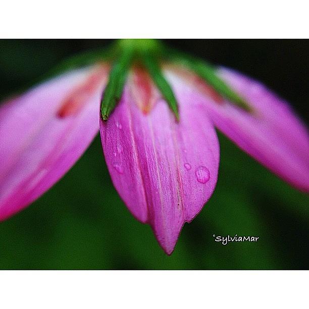 Nature Photograph - Umbrella flower bud by Sylvia Martinez