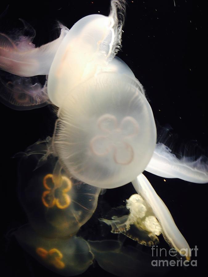 Long Beach Photograph - Umbrella Jellyfish 1 Shot at Long Beach California Aquarium by Richard W Linford by Richard W Linford