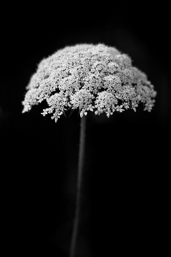 Black And White Photograph - Umbrella Light by Shane Holsclaw