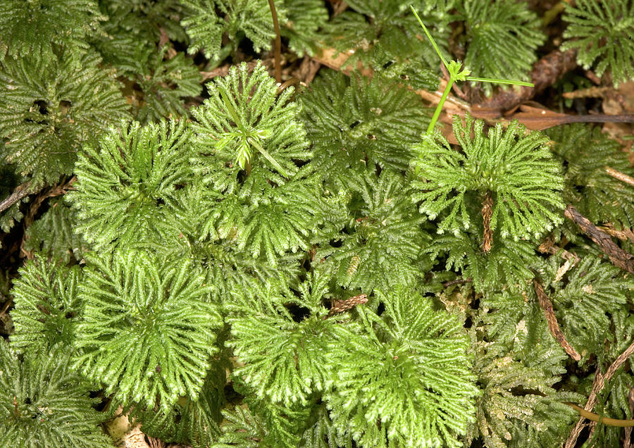 Umbrella Moss (hypnodendron Kerrii) Photograph by Bob Gibbons/science ...