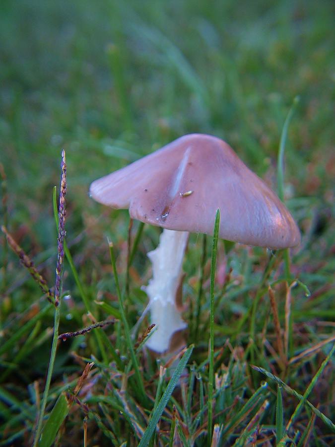 Umbrella Mushroom At Dawn Photograph By Rory Cubel