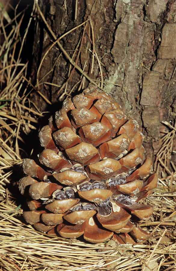 Nature Photograph - Umbrella Pine Cone by Brian Gadsby/science Photo Library