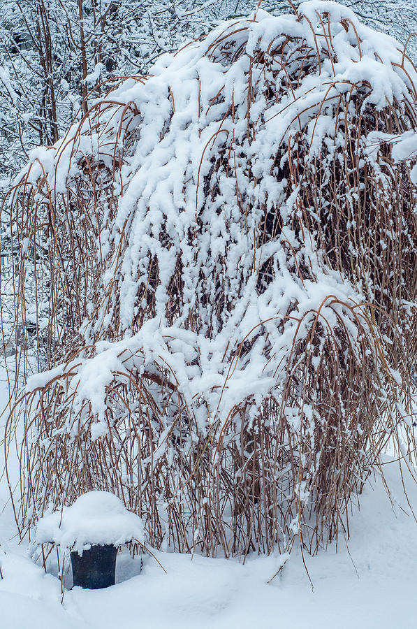 Winter Photograph - Umbrella Tree by Steve Harrington