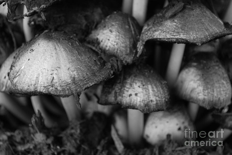 Mushroom Photograph - Umbrellas by Susan Hernandez