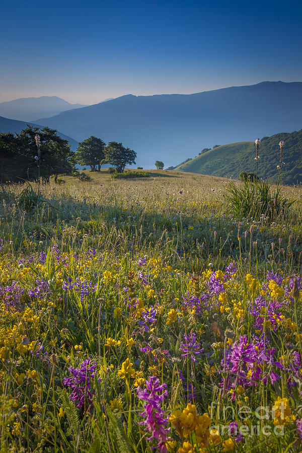 Umbria Wildflowers Photograph by Brian Jannsen