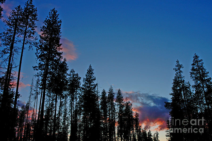 Umpqua Forest Sunset Photograph by Nick Boren