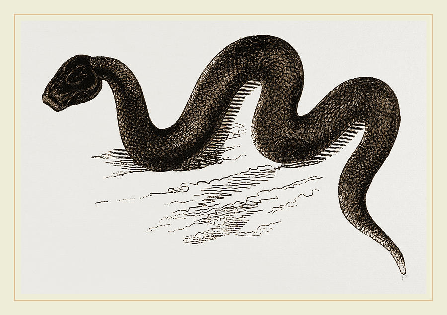 Nature Drawing - Unadorned Viper by Litz Collection