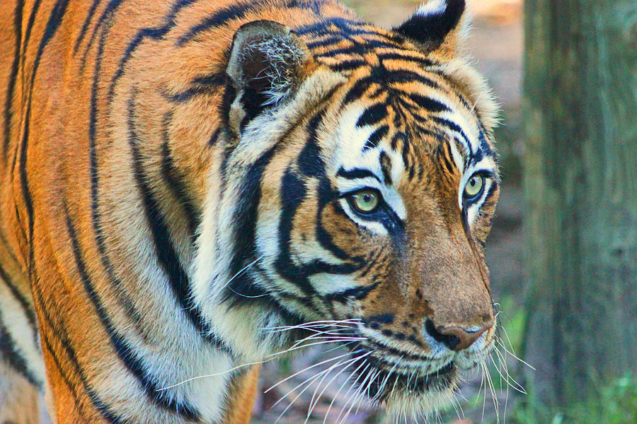 Tiger Photograph - Unbeatable Charisma by Iryna Goodall