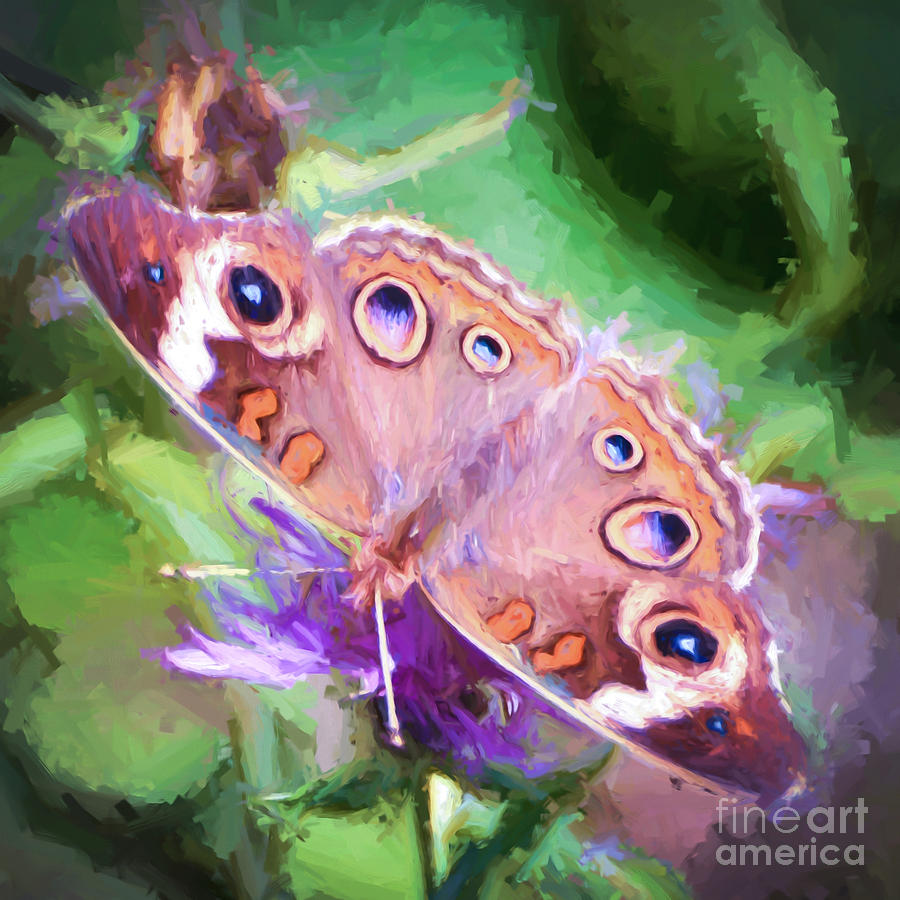 Uncommon Beauty - Common Buckeye Butterfly Photograph by Kerri Farley