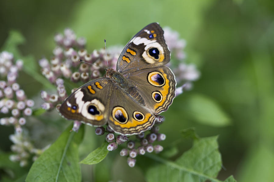 Uncommonly Lovely Buckeye Butterfly Photograph by Kathy Clark