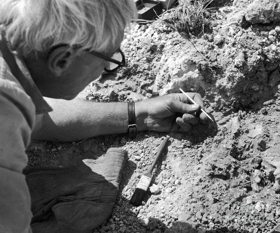 Uncovering Zinjanthropus Palate Photograph by Des Bartlett | Fine Art ...