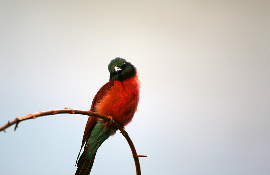 Bird Photograph - Undecided by Karol Livote