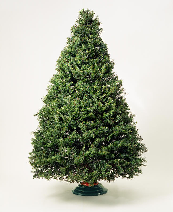 Undecorated Christmas tree Photograph by James Porter