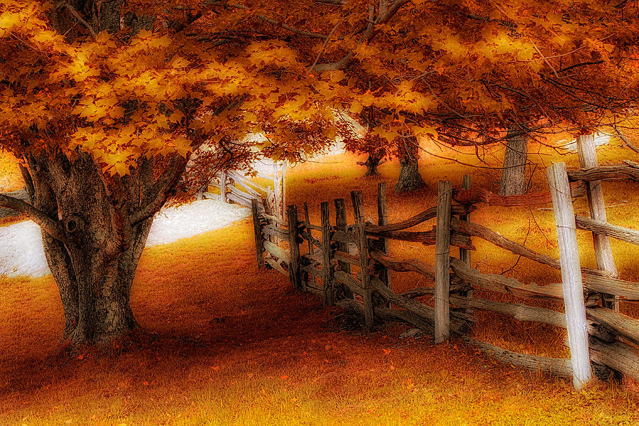 Undeniably Fall Painting by Dan Carmichael