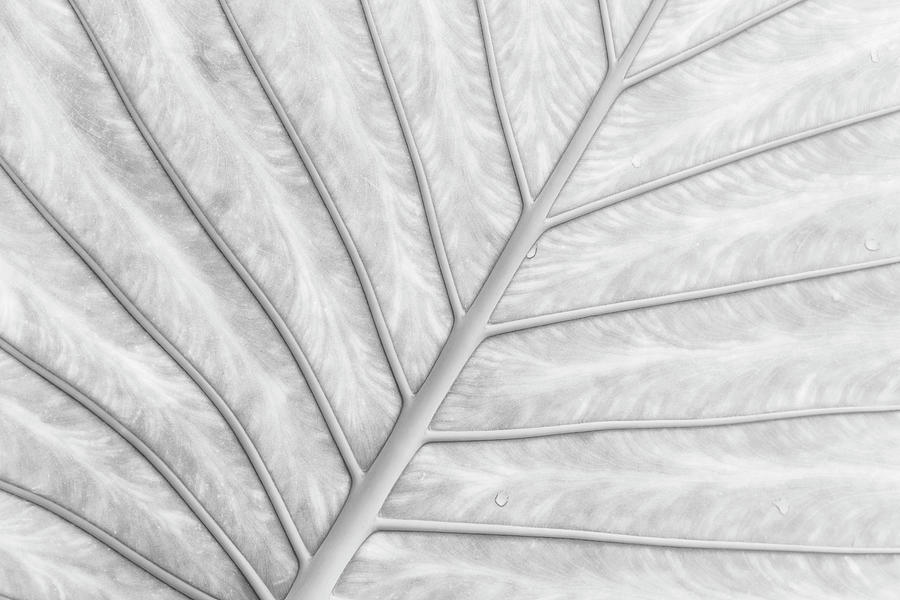 Under A Beautiful Large Leaf Photograph by Martin Wahlborg