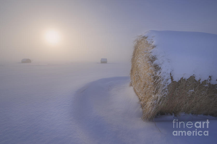 Winter Photograph - Under a blanket of snow by Dan Jurak