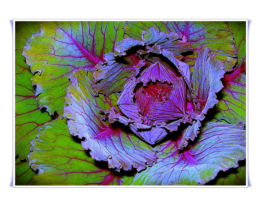 Under a Cabbage Leaf Photograph by Judi Bagwell