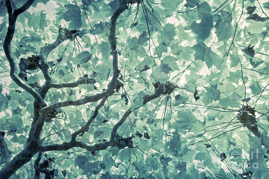 Under A Canopy Photograph by Susanne Kopp