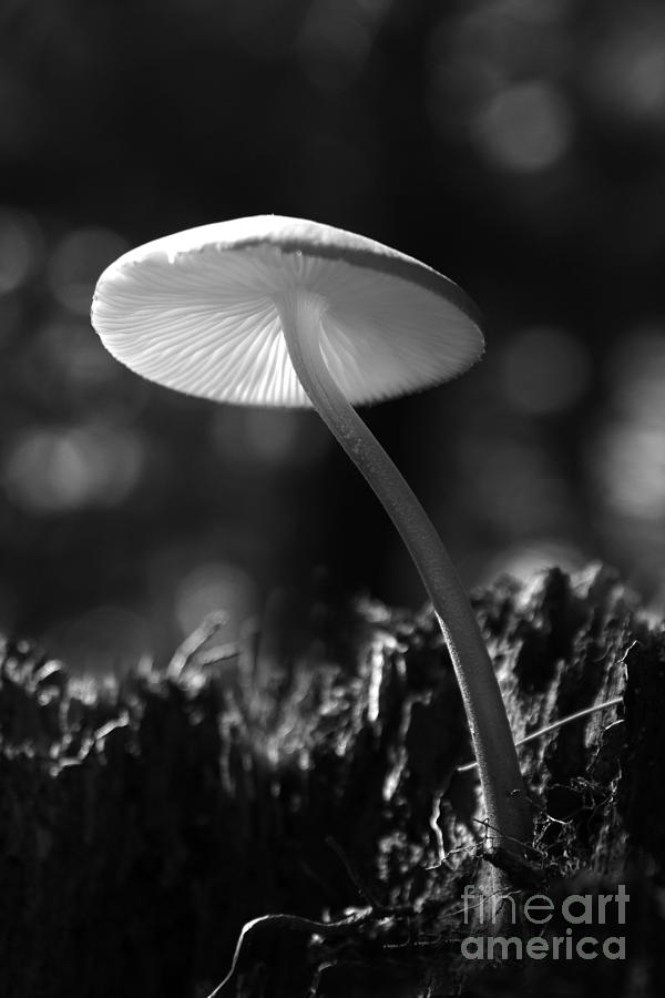 Under a Mushroom Photograph by Jan Piller