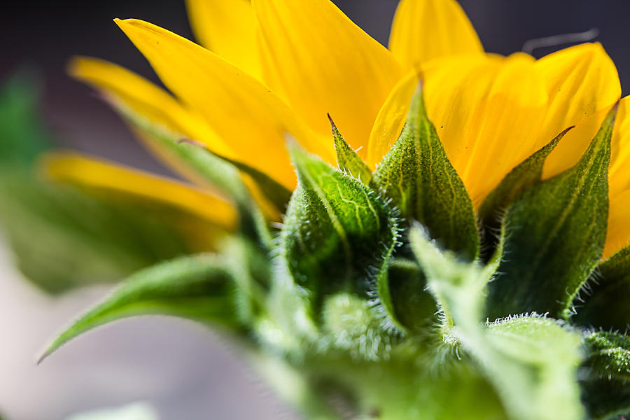 Under a Sunflower Photograph by April Reppucci
