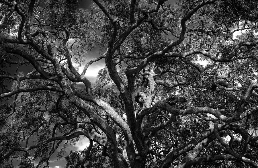 Black And White Photograph - Under A Tree in Black and White by Greg and Chrystal Mimbs