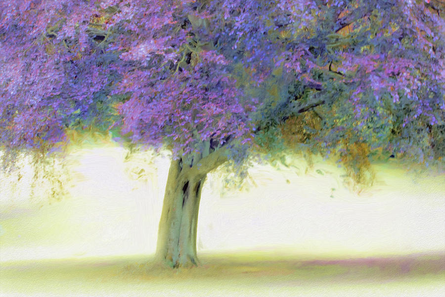 Under a Violet Tree Photograph by Hal Halli