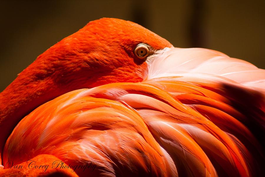 Flamingo Photograph - Under a Wing by Van Corey
