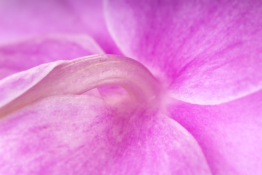 Orchid Photograph - Under An Orchid by Onyonet Photo studios