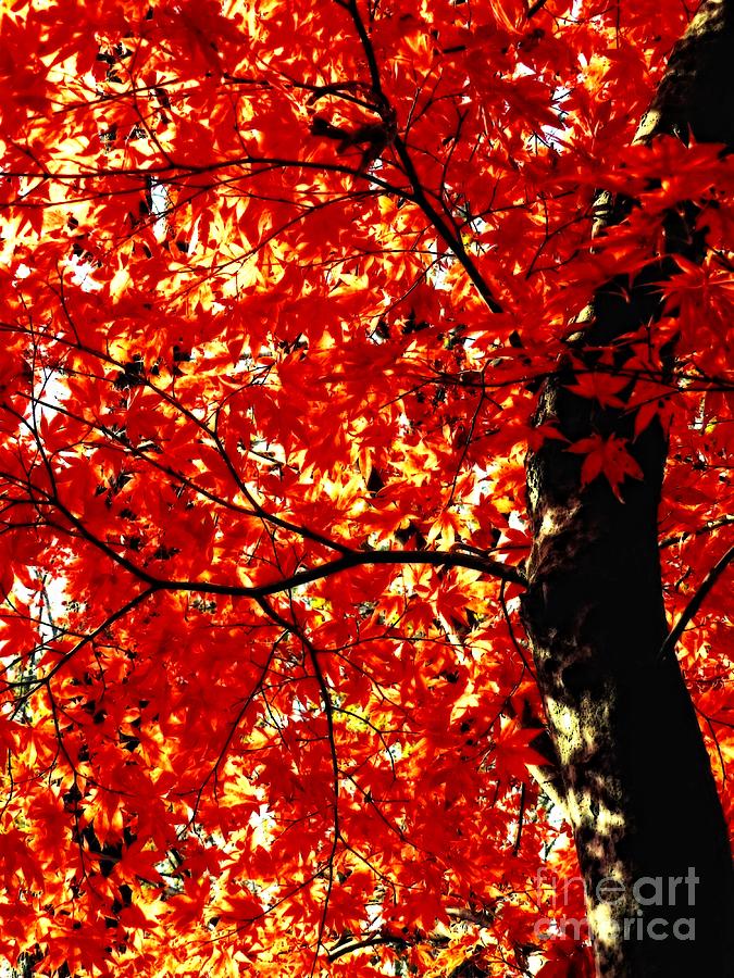 Under Autumns Glow Photograph by Sharon Woerner