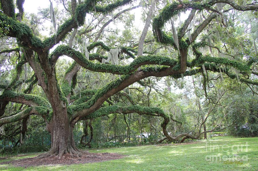 Under Oak Tree Canopy  Photograph by Dodie Ulery
