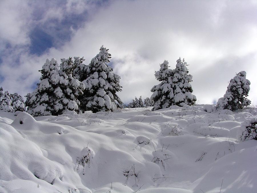 Under Snow Photograph by Fouzi Taleb
