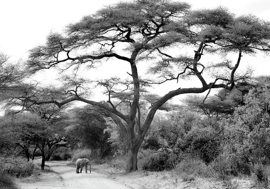 Under The Acacia Photograph by Jorge Llovet