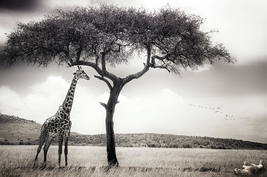 Africa Photograph - Under The African Sun by Piet Flour