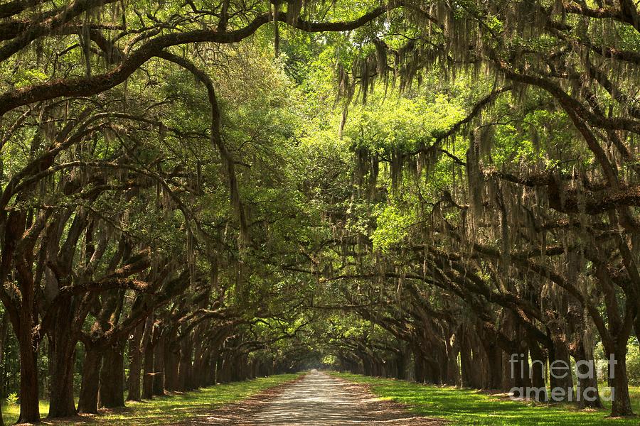 Avenue Of The Oaks Photograph - Under The Ancient Oaks by Adam Jewell