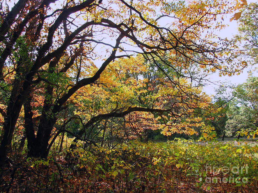 Under The Autumn Shade Tree Photograph by Cedric Hampton