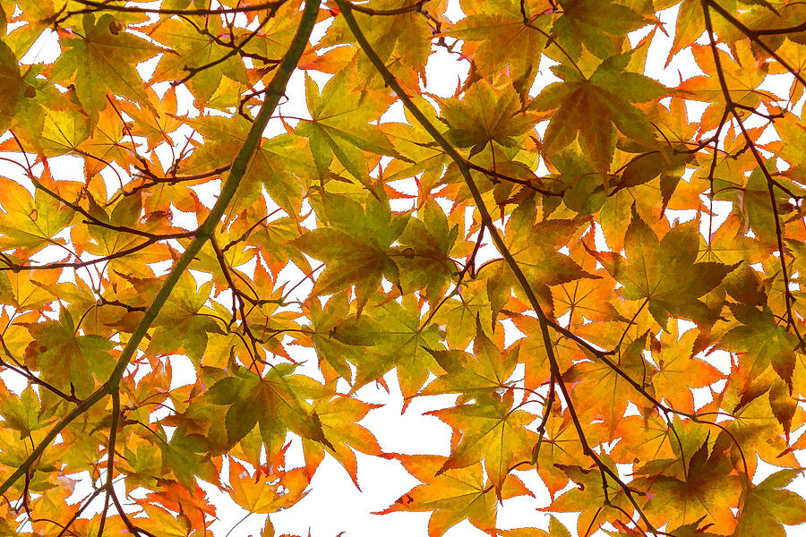 Under the Autumnal Japanese Maple - Impressions Of Fall Digital Art by Georgia Mizuleva