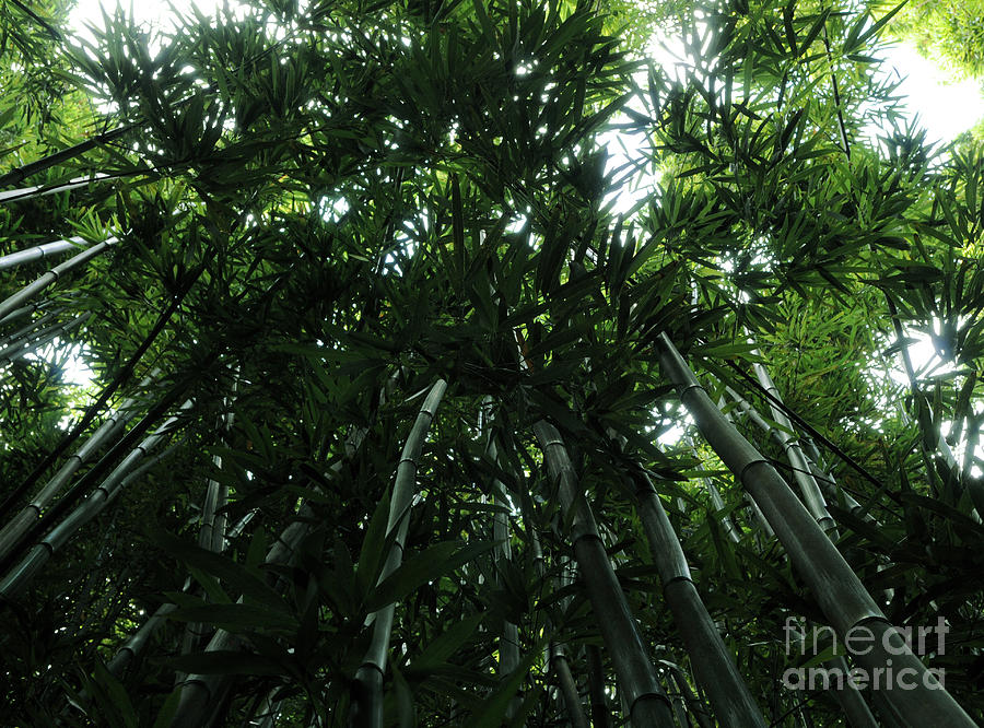 Under the Bamboo Haleakala National Park  Photograph by Vivian Christopher