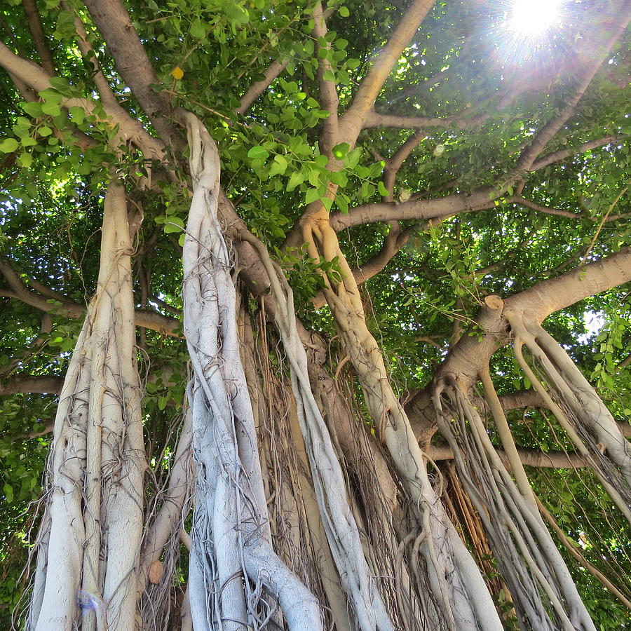 Under the Banyan Tree Photograph by Pink Goat - Pixels