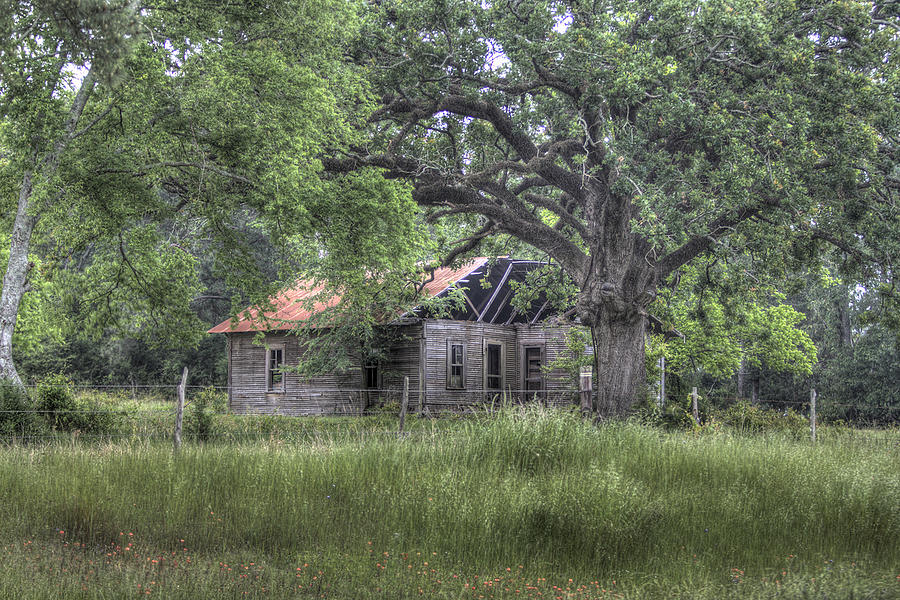 Under the Big Oak Tree Photograph by Danny Pickens Fine Art America Under the Big Oak Tree Photograph by Danny Pickens Fine Art America