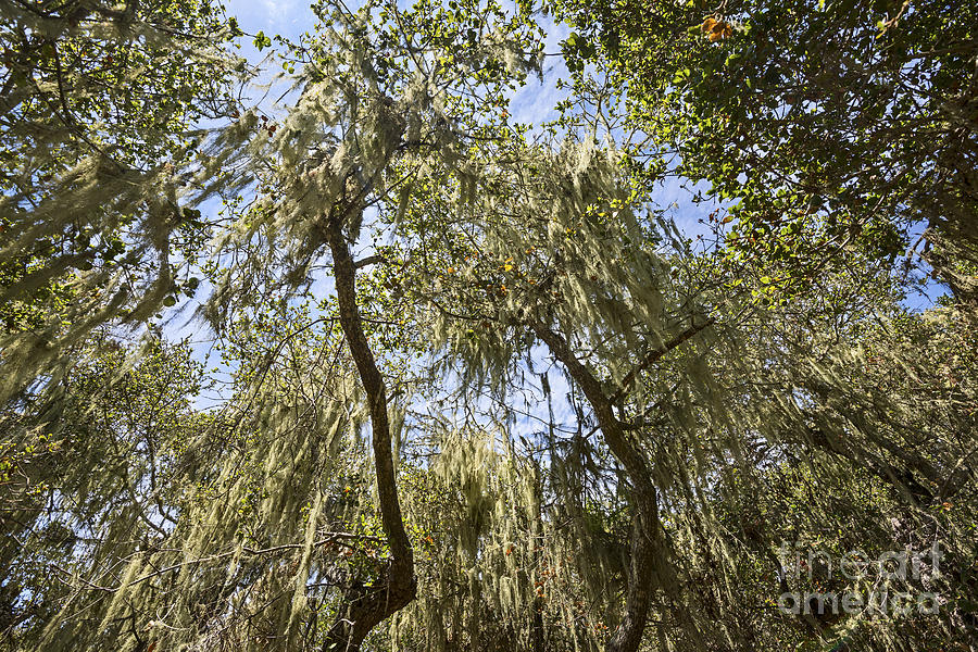 Under The Canopy - The Magical And Mysterious Trees Of The Los Osos Oak Reserve Photograph